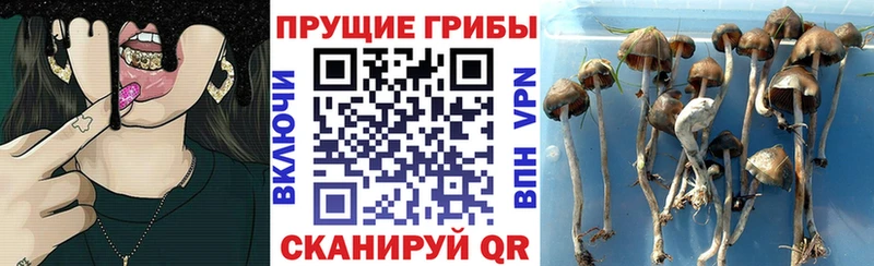 Псилоцибиновые грибы Cubensis  Кореновск 